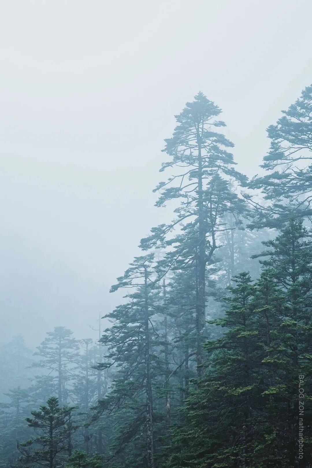 虫虫助手下载